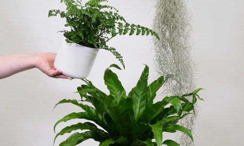 Plants and Prosecco Cover Image Plants and Prosecco Cover Image
