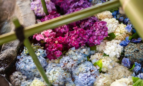 Friday Florals Cover Image Friday Florals Cover Image